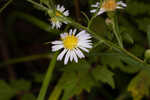 White panicle aster